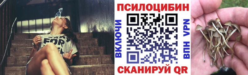 закладки  Малгобек  Галлюциногенные грибы Cubensis 
